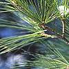 Pinus strobus, leaves
