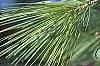 Pinus strobus, leaves