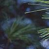 Pinus strobus, leaves