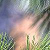 Pinus strobus, leaves