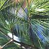 Pinus strobus, leaves