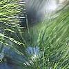 Pinus strobus, leaves