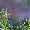 Pinus strobus, leaves