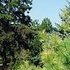 Pinus strobus 'Bergman's Oculus-draconis', habit