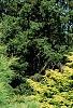 Pinus strobus 'Bergman's Oculus-draconis', habit