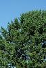 Pinus strobus 'Bergman's Oculus-draconis', habit
