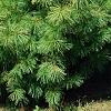 Pinus strobus 'Bergman's Oculus-draconis', habit