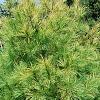 Pinus strobus 'Bergman's Oculus-draconis', habit