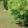 Pinus strobus 'Bergman's Oculus-draconis', habit