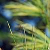 Pinus strobus 'Bergman's Oculus-draconis', leaves
