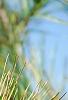 Pinus strobus 'Bergman's Oculus-draconis', leaves