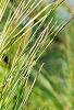Pinus strobus 'Bergman's Oculus-draconis', leaves