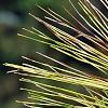 Pinus strobus 'Bergman's Oculus-draconis', leaves