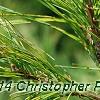 Pinus strobus 'Bergman's Oculus-draconis', leaves