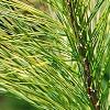 Pinus strobus 'Bergman's Oculus-draconis', leaves