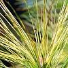 Pinus strobus 'Bergman's Oculus-draconis', leaves