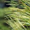 Pinus strobus 'Bergman's Oculus-draconis', leaves