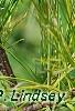 Pinus strobus 'Bergman's Oculus-draconis', leaves