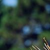 Pinus strobus 'Bergman's Oculus-draconis', leaves