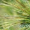 Pinus strobus 'Bergman's Oculus-draconis', leaves