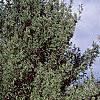 Pinus strobus 'Contorta', habit