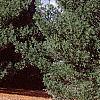 Pinus strobus 'Contorta', habit