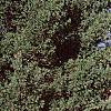 Pinus strobus 'Contorta', habit