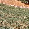 Pinus strobus 'Contorta', habit