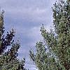 Pinus strobus 'Contorta', habit
