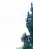 Pinus strobus 'Fastigiata', habit