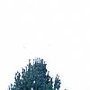 Pinus strobus 'Fastigiata', habit