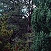 Pinus strobus 'Fastigiata', habit