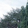 Pinus strobus 'Fastigiata', habit