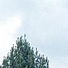 Pinus strobus 'Fastigiata', habit