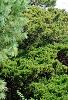 Pinus strobus 'Golden Candles', habit
