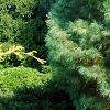 Pinus strobus 'Golden Candles', habit
