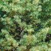 Pinus strobus 'Golden Candles', habit
