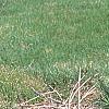 Pinus strobus 'Joe Libbee', habit