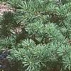 Pinus strobus 'Joe Libbee', habit