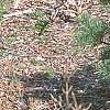 Pinus strobus 'Joe Libbee', habit