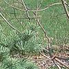 Pinus strobus 'Joe Libbee', habit