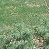 Pinus strobus 'Joe Libbee', habit