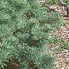 Pinus strobus 'Joe Libbee', habit