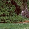 Pinus strobus 'Pendula', habit