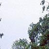 Pinus strobus 'Pendula', habit