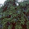 Pinus strobus 'Pendula', habit