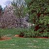 Pinus strobus 'Pendula', habit