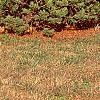 Pinus strobus 'Shirley', habit