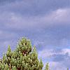 Pinus strobus 'Shirley', habit