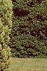 Pinus strobus 'Shirley', habit